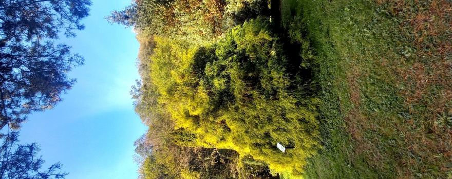 Orto Botanico delle Conifere