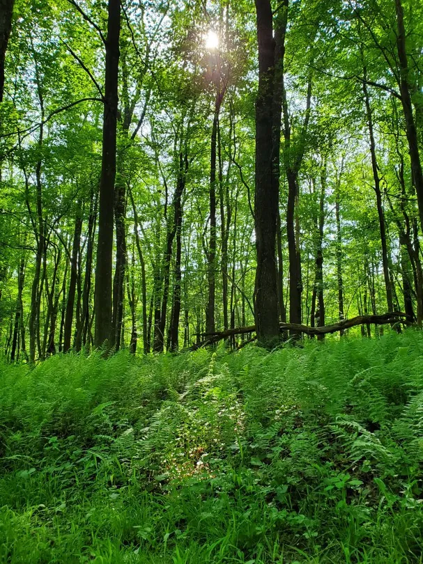 4_Herrington Manor State Park
