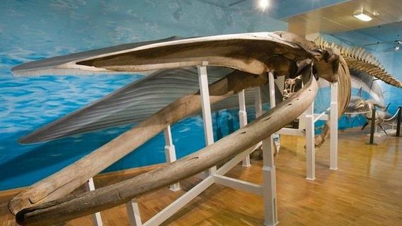 Museo Civico di Storia Naturale