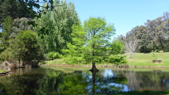 Golden Valley Tree Park