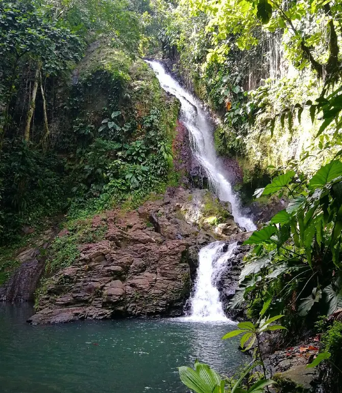 Goyave