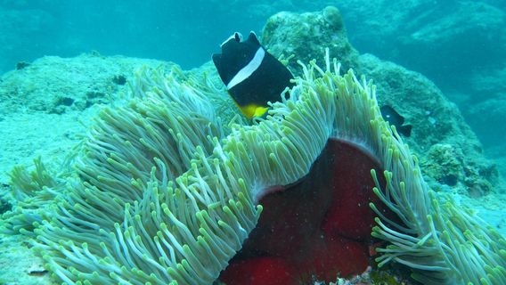 Exploration Sous Marine