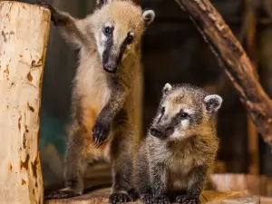 Multizoo, petting zoo