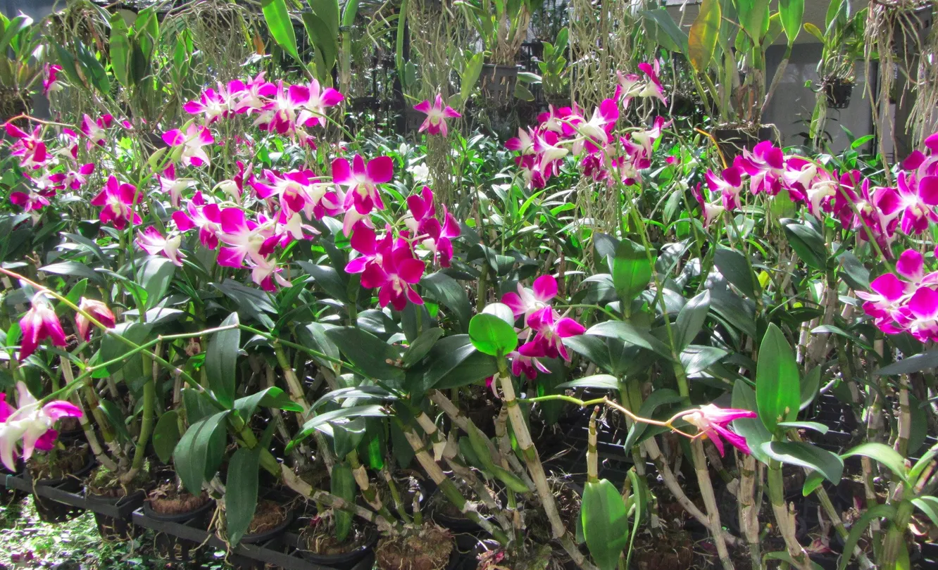 5_Butterfly Sanctuary
