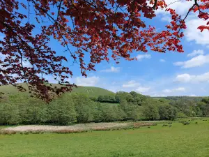 Cerne Giant Viewpoint
