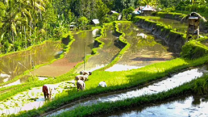 Rice Terraces Munduk