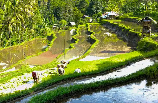Rice Terraces Munduk
