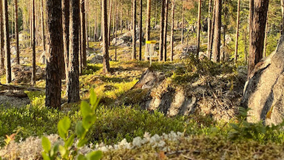 Hallingkast Frisbeegolfpark