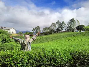 Kebun Teh Organik Harendong