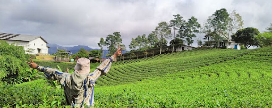 Kebun Teh Organik Harendong