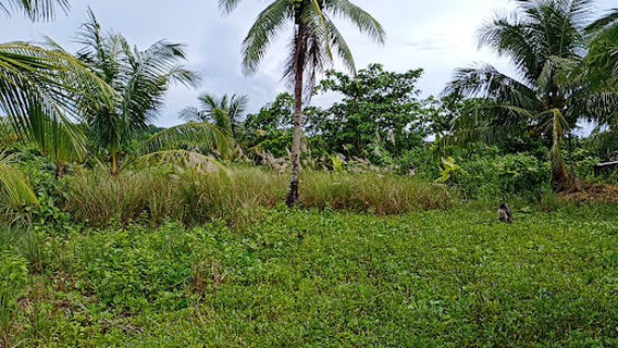 Guiuan