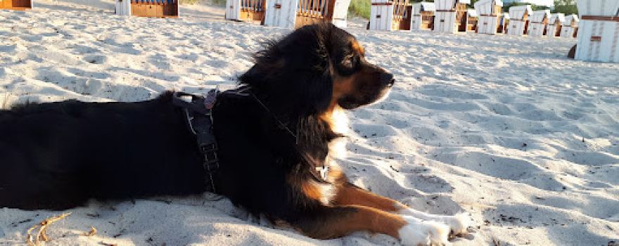 Hundestrand Boltenhagen Tarnewitz