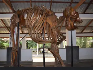 Club Concept Elephant Riding