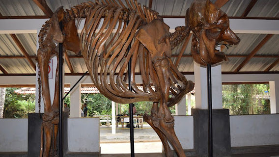 Club Concept Elephant Riding