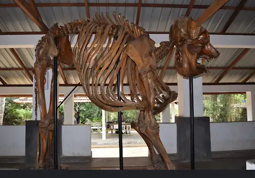 Club Concept Elephant Riding