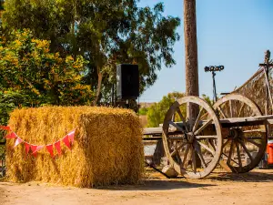 חוות אל היען El Hayaen Ostrich Farm