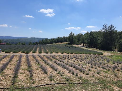 MBB Koku Vadisi (Lavanta Bahçesi)