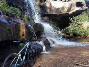 Waterfall Alligator