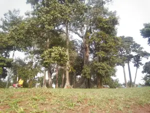 Nakayima Tree Shrine