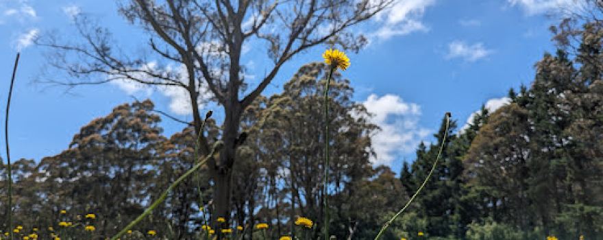 Days Picnic Area