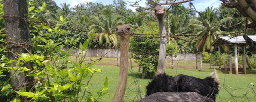 Mahinog Ostrich Breeding Farm