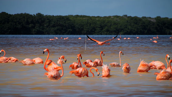Ojo de Agua Ría Celestún