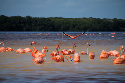 Ojo de Agua Ría Celestún