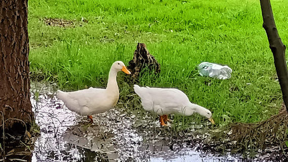 Recreativo El Ameyal Park