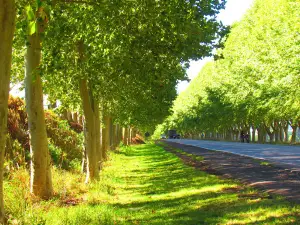 Caminho dos Plátanos