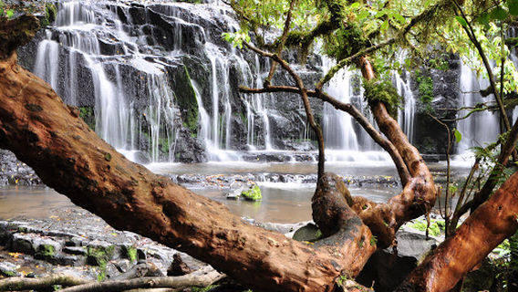 Purakaunui Falls Walk