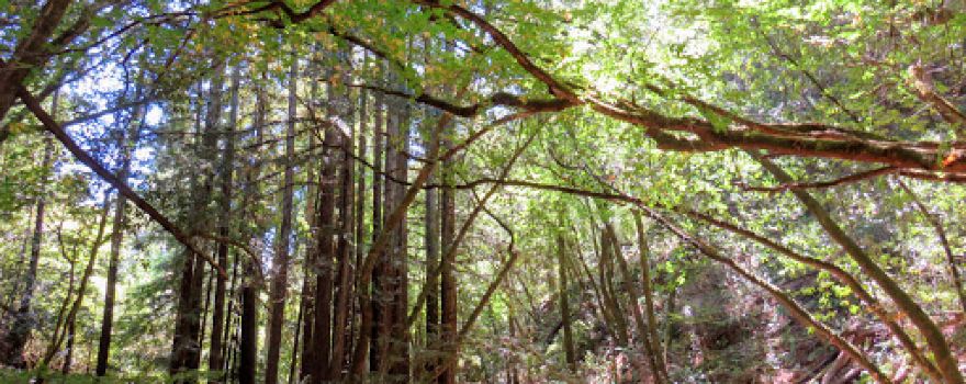 Baltimore Canyon Preserve
