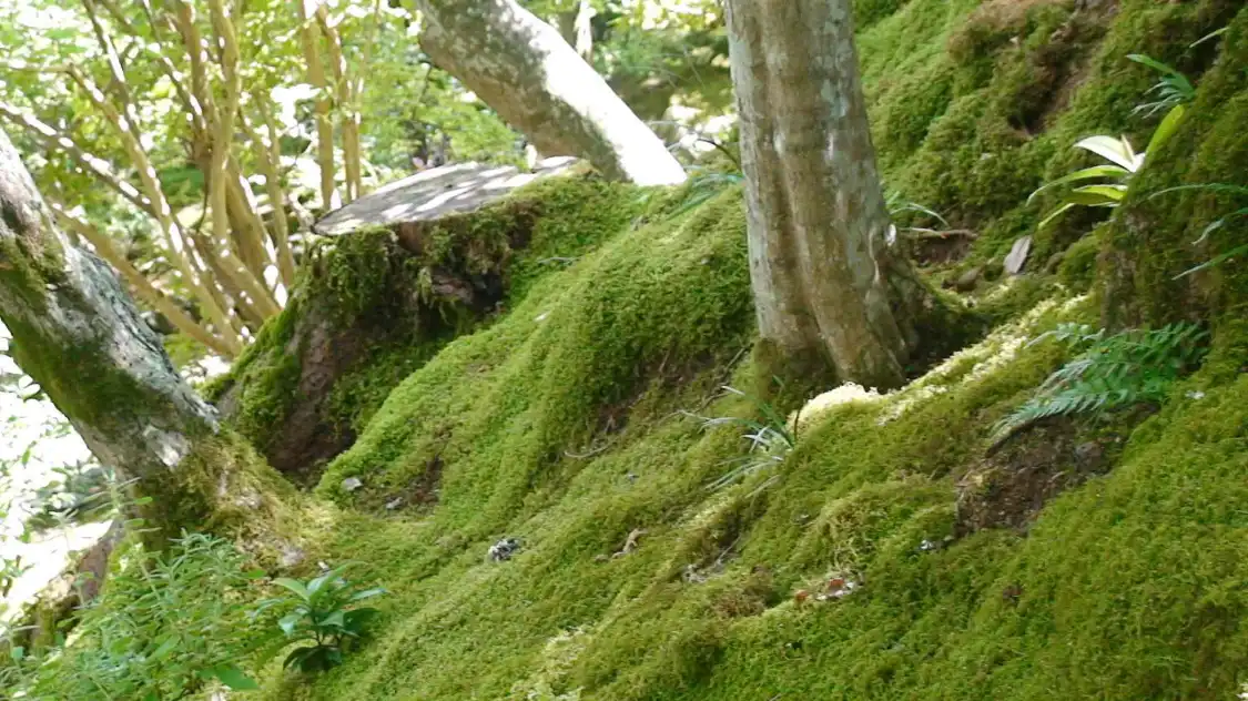 조잣코지 주변 호텔