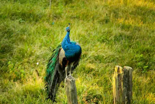 Bangladesh National Zoo