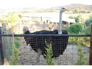 Κτήμα - Zoo Park Πολυζωγόπουλου
