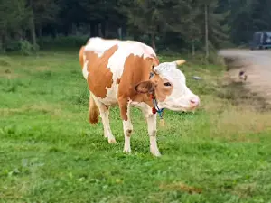 Hıdırnebi Yaylası