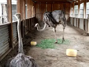 Bomas of Nakuru