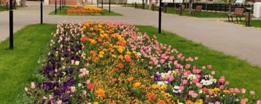 Direcția de Cultură a Municipiului Oltenița