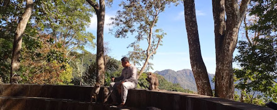 Monkey forest