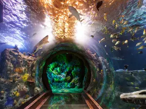 SEA LIFE Grapevine Aquarium