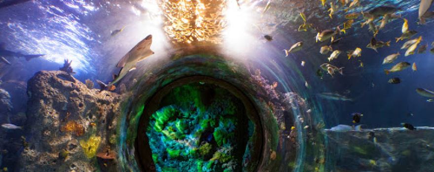 SEA LIFE Grapevine Aquarium