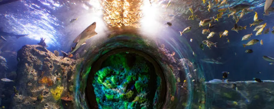 SEA LIFE Grapevine Aquarium