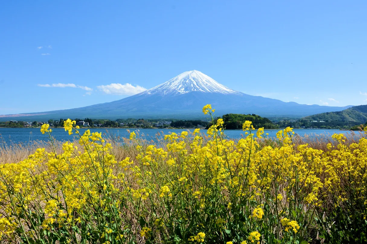 新宿去富士山 | 大石公園