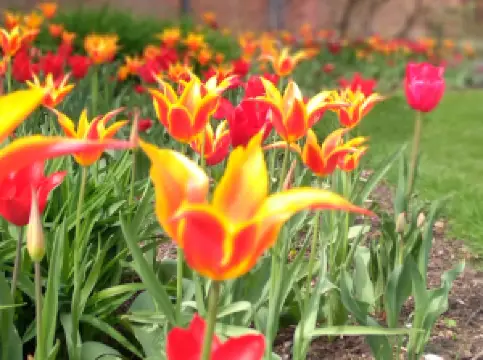 Popular Spring Outings in Greater Manchester