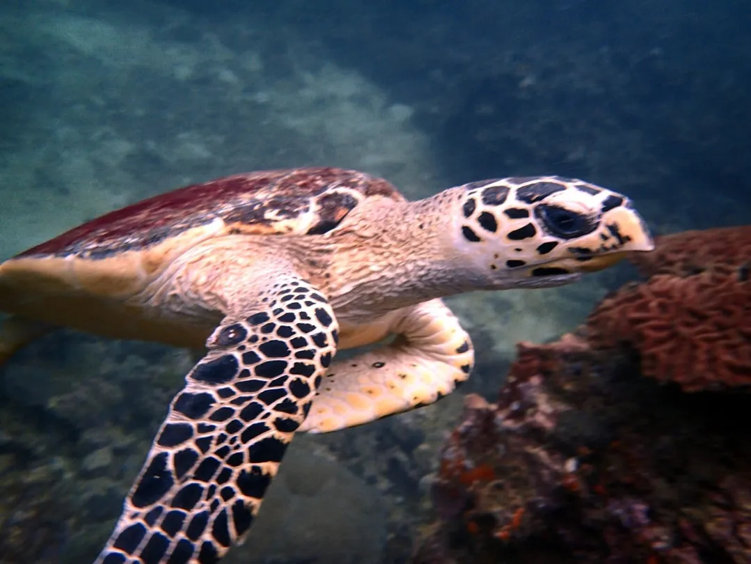 5_Sunrise Divers