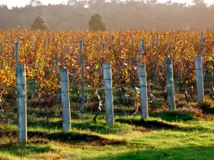 Xanadu Wines