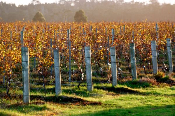 Xanadu Wines