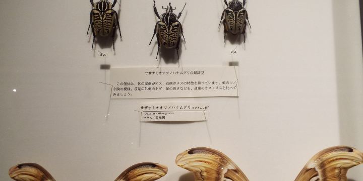 Kanagawa Prefectural Museum of Natural History