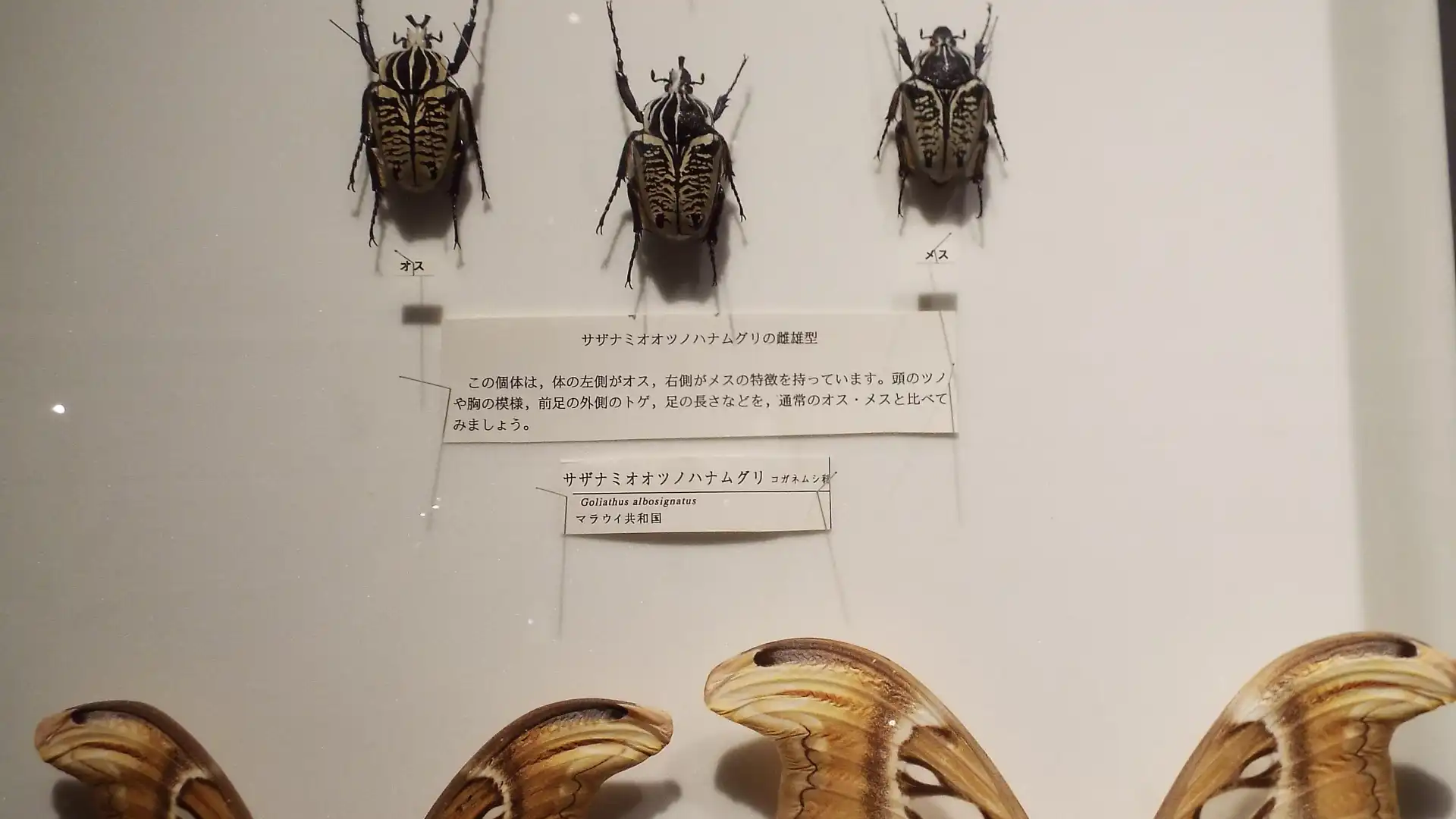 神奈川県立生命の星・地球博物館周辺のホテル