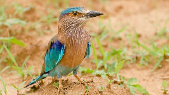 Van Vihar National Park Bhopal