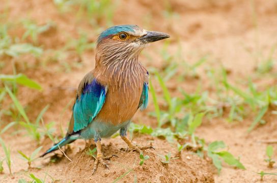 Van Vihar National Park Bhopal